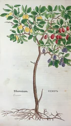 Plommonträd, en botanisk platta från herbariet av Leonhart Fuchs (1501-66), publicerad i Basel, 1543