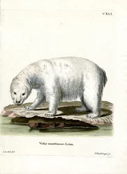Isbjörn (färgad gravyr)