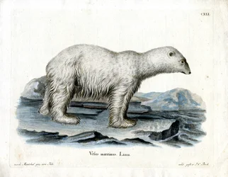 Isbjörn (färgad gravyr)