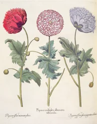Vallmo: 1. Vallmo är ett komplex av vallmo med röd skal; 2. Vallmo, full av miniatoblomma; 3. Pappersblomma full av färg, från Hortus Eystettensis av Basil Besler (1561-1629), pub. 1613