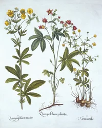 Potentillas, från Hortus Eystettensis, av Basil Besler (1561-1629), pub. 1613 (handfärgad gravyr)