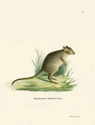 Potoroo (färgad gravyr)