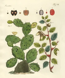 Dyrbara insekter