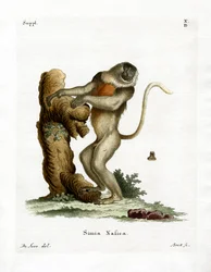Proboscis Monkey (färgad gravyr)