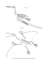 Pterodactyl (färg litho)
