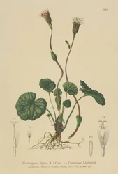Lila hingstfot (Homogyne alpina)