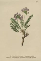 Lila Oxytropis (Oxytropis Halleri)