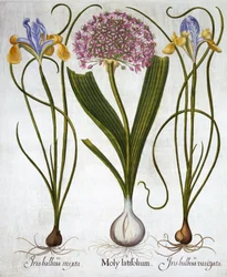 Purple Sensation, and Spanish Irises, från Hortus Eystettensis, av Basil Besler (1561-1629), pub. 1613 (handfärgad gravyr)