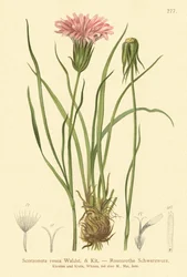 Lila huggormgräs (Scorzonera rosea, Scorzonera purpurea subsp. rosea)