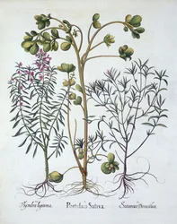 Portulak, sommarsmak och vintersmak, från Hortus Eystettensis, av Basil Besler (1561-1629), pub. 1613 (handfärgad gravyr)