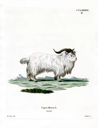 Pygméget (färgad gravyr)