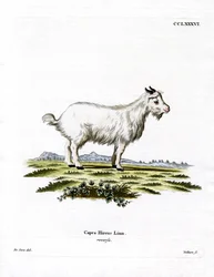 Pygméget (färgad gravyr)