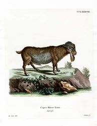 Pygméget (färgad gravyr)