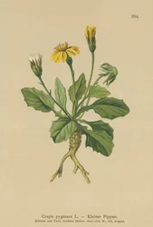 Pygmy Hawks-skägg (Crepis pygmaea, Hieracium pumilum)