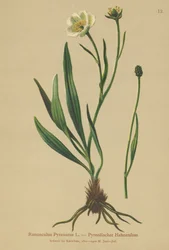Pyreneisk kråkfot (Ranunculus Pyrenaeus)