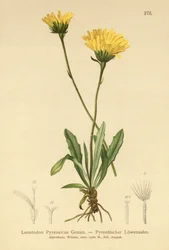 Pyrenéisk hökbit (Leontodon Pyrenaicum, Leontodon Pyrenaicus, )