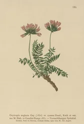 Pyrenéisk mjölkvicker (Oxytropis neglectus, Oxytropis cyanea, Oxytropis Gaudini, Oxytropis albana, Oxytropis caucasica, Oxytropis pyrenaica, Astragalus pyrenaicus)