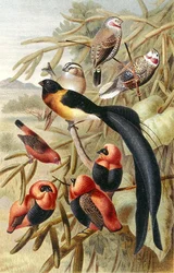 Quelea, tallrik från "Brehms Tierleben: Allgemeine Kunde des Tierreichs", vol 4, sid. 352, utgiven av Bibliographisches Institut