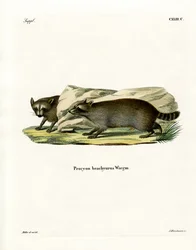 Raccoon (färgad gravyr)