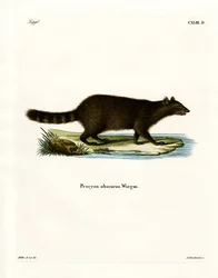Raccoon (färgad gravyr)