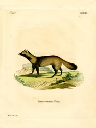 Raccoon Dog (färgad gravyr)