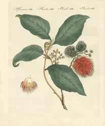 Rambutanträd (färgad gravyr)