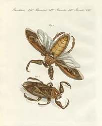 Sällsynta insekter (färgad gravyr)