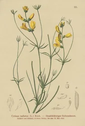 Strålkvast (Cytisus radiatus, Cytisanthus radiatus, Genista radiata)
