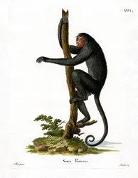 Spider Monkey med röd ansikte (färgad gravyr)