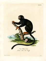 Red-handed Tamarin (färgad gravyr)