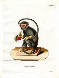 Red-handed Tamarin (färgad gravyr)
