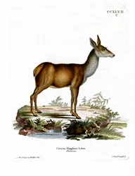 Red Deer (färgad gravyr)