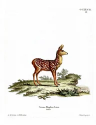 Red Deer Fawn (färgad gravyr)