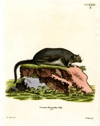 Röd jätte flygekorre (färgad gravyr)
