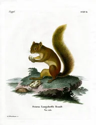 Röd ekorre (färgad gravyr)