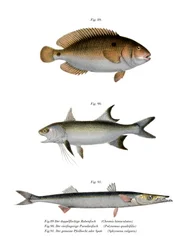 Red Yewel (färg litho)