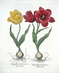 Röd och gul tulpan, från Hortus Eystettensis, av Basil Besler (1561-1629) pub. 1613 (handfärgad gravyr)