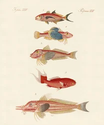 röd fisk