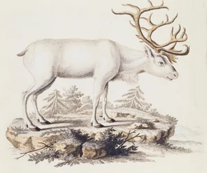 Renar (Cervus tarandus), från däggdjur illustrerade från naturen med beskrivningar, av Johann Christian Daniel von Schreber (1739-1810), gravyr av I Nufsbiegel, volym 5, tabell 248-C, Tyskland