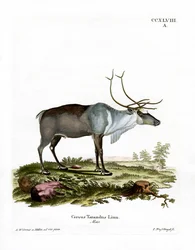 Renar (färgad gravyr)