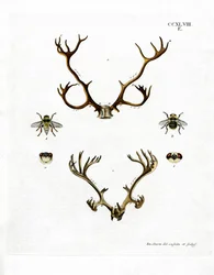 Renhorn (färgad gravyr)