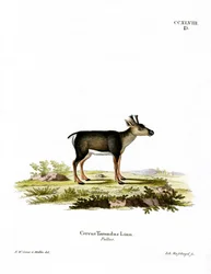Renfawn (färgad gravyr)