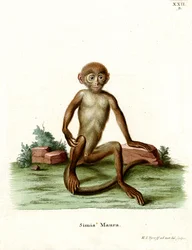 Rhesus Macaque (färgad gravyr)