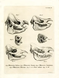 Rhino Skulls (färgad gravyr)