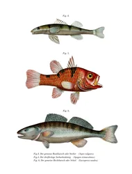 Rhone Streber (färg litho)