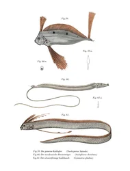 Ribbon Fish (färg litho)