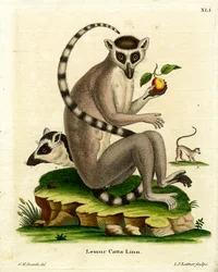 Ringsvanslemur (färgad gravyr)