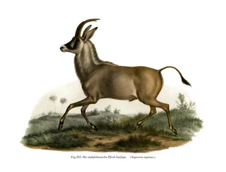 Roan Antilope, 1860