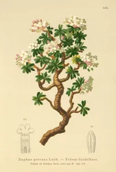Rock Daphne (Daphne petraea, Daphne rupestris)