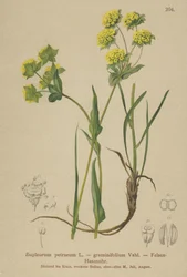 Rock Hares Ear (Bupleurum petraeum, Bupleurum graminifolium)